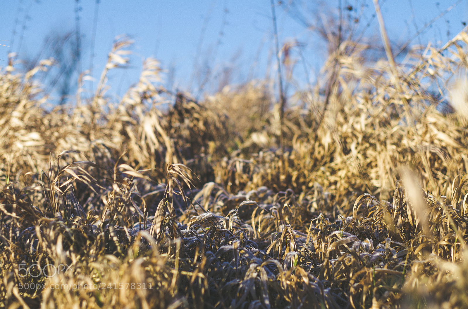 Pentax K-50 sample photo. Golden photography