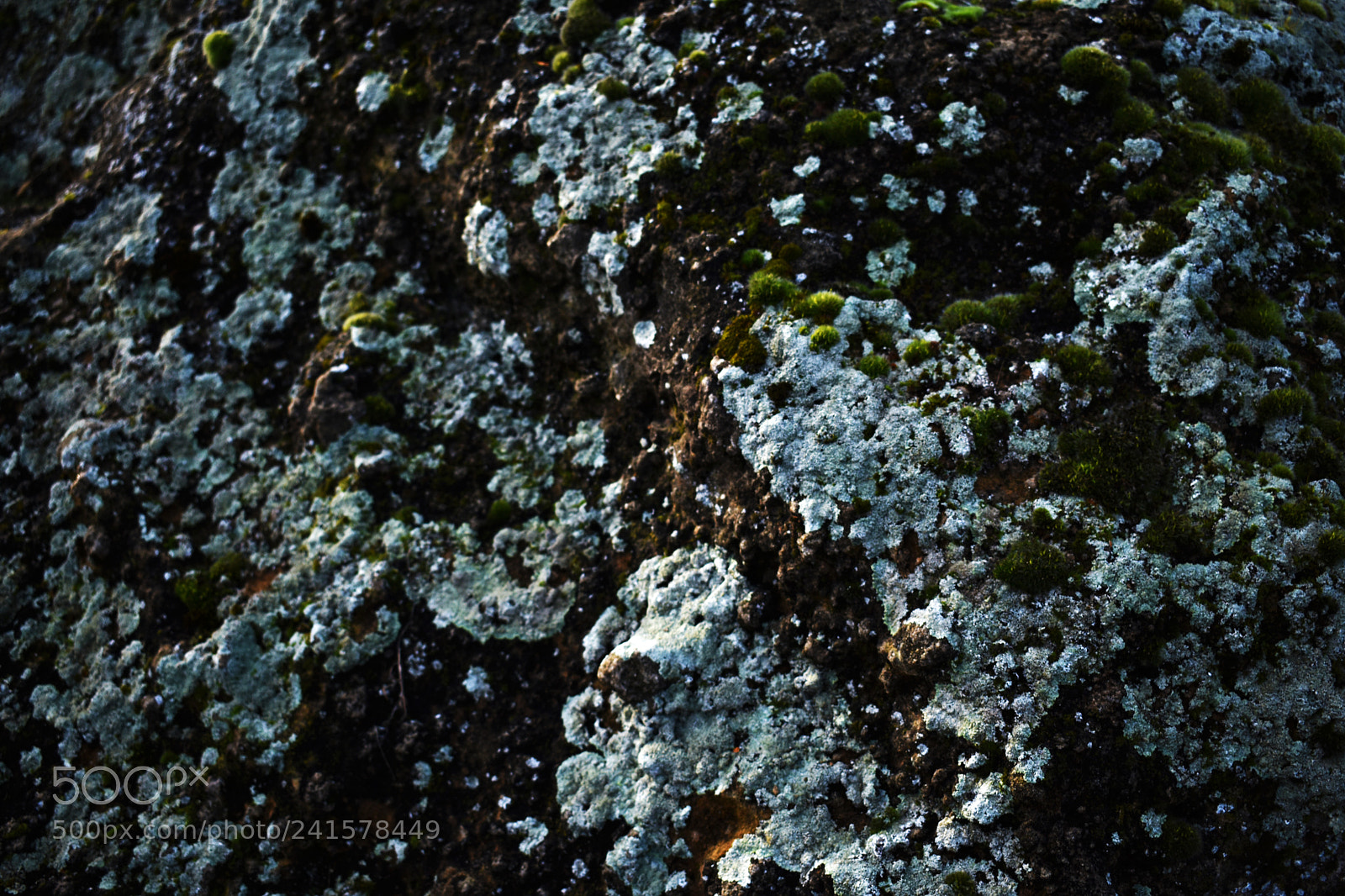 Nikon D3400 sample photo. Lichens photography