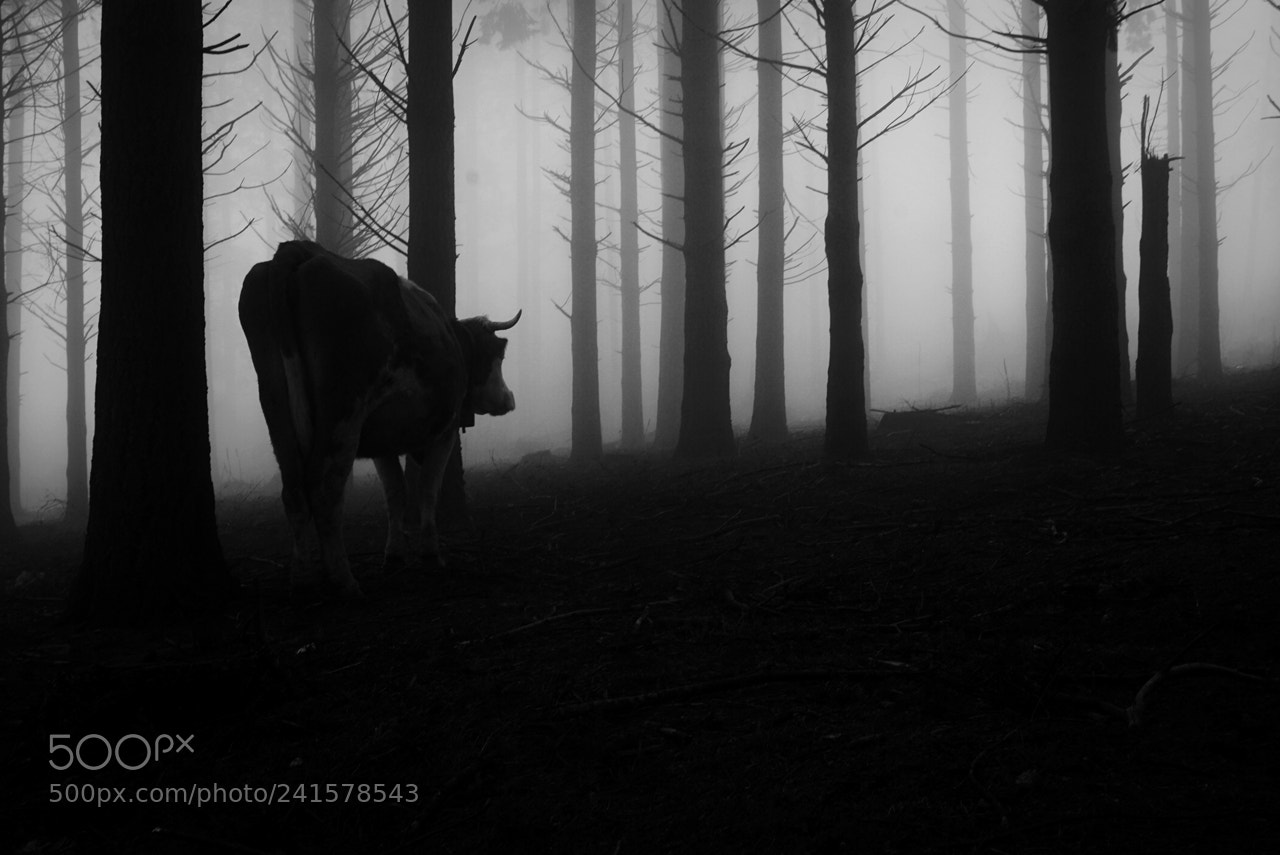 Sony a5100 sample photo. Dark cow photography