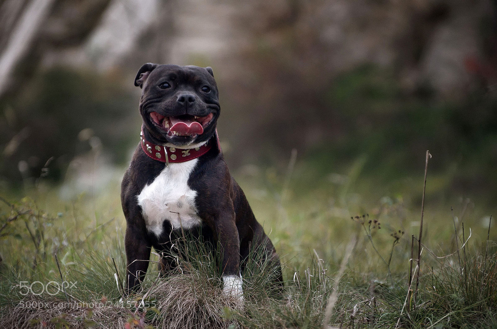 Pentax K-50 sample photo. Staffordshire bullterrier eny. photography