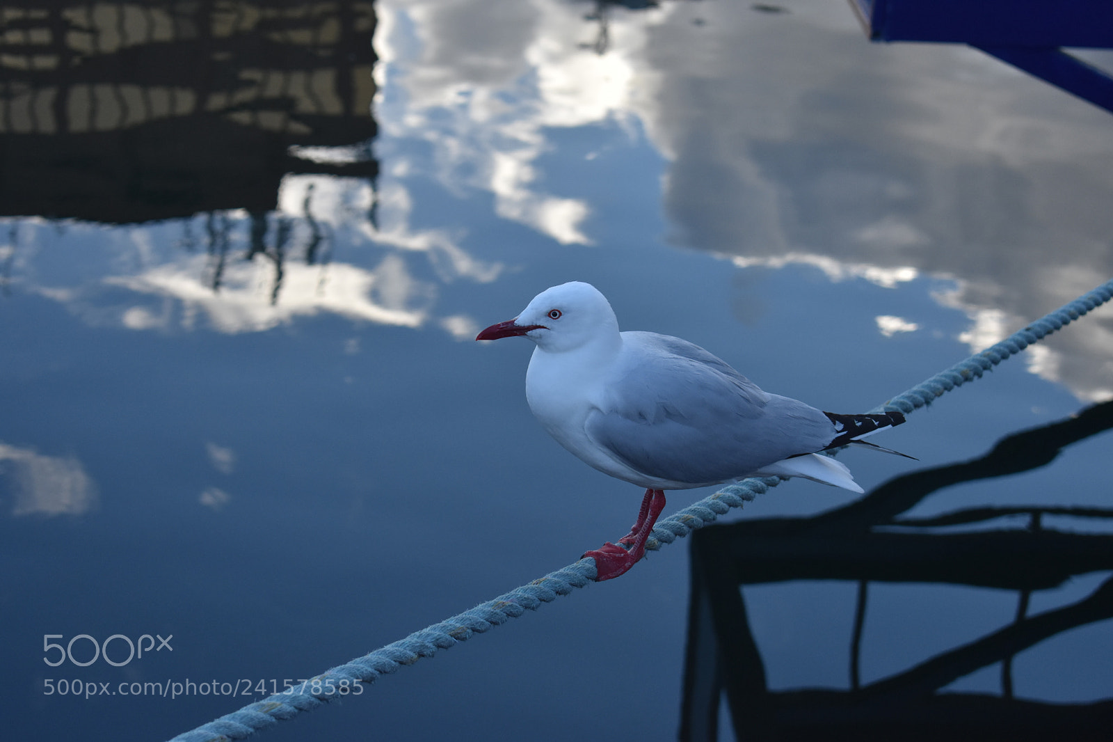 Nikon D3400 sample photo. Hanging out photography