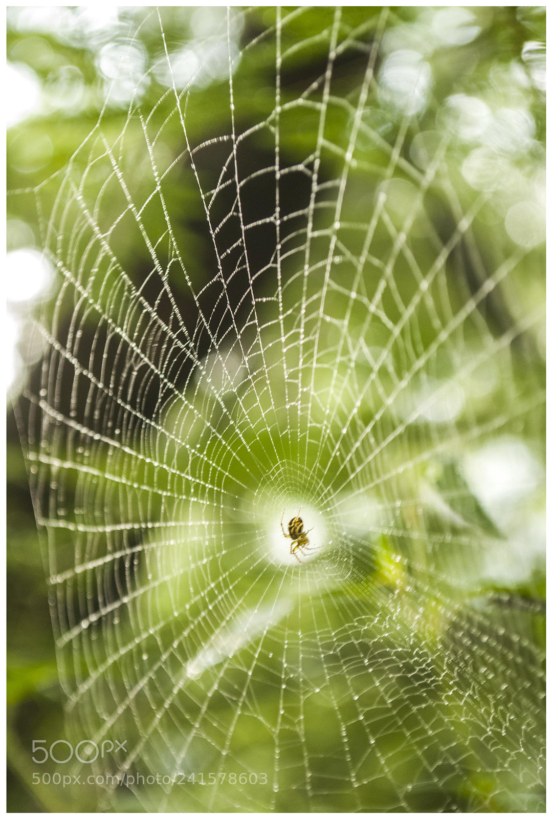 Nikon D60 sample photo. Spider web photography