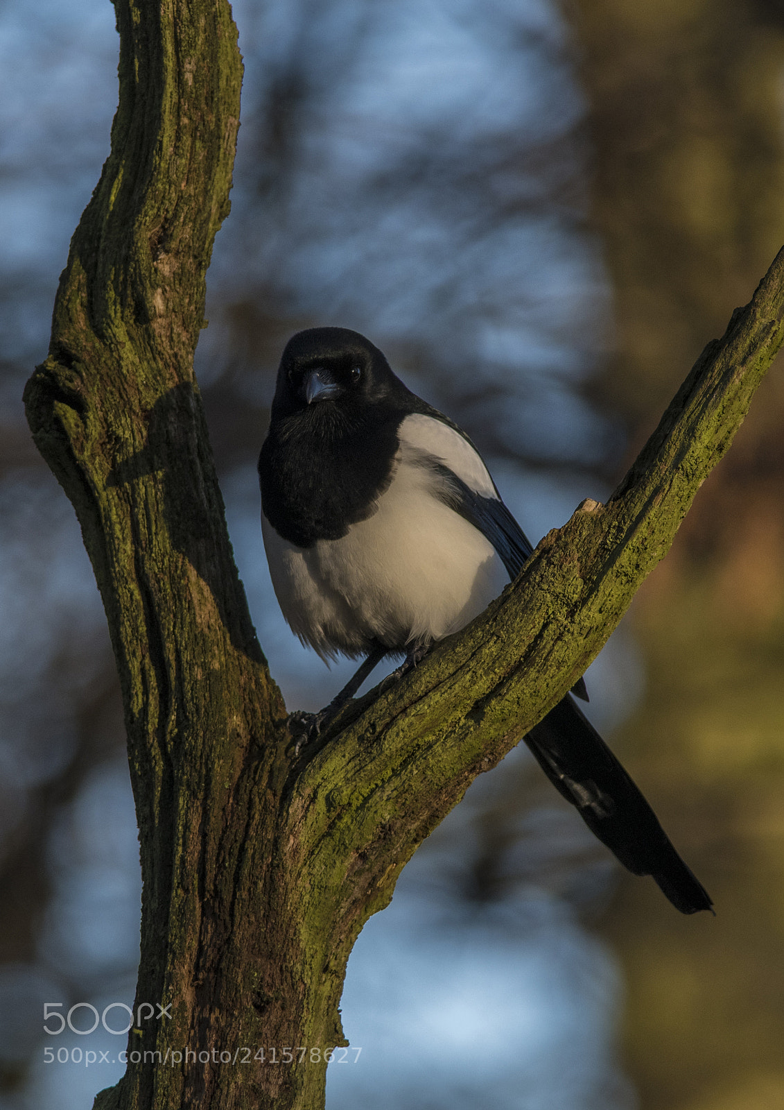 Nikon D850 sample photo. Magpie photography