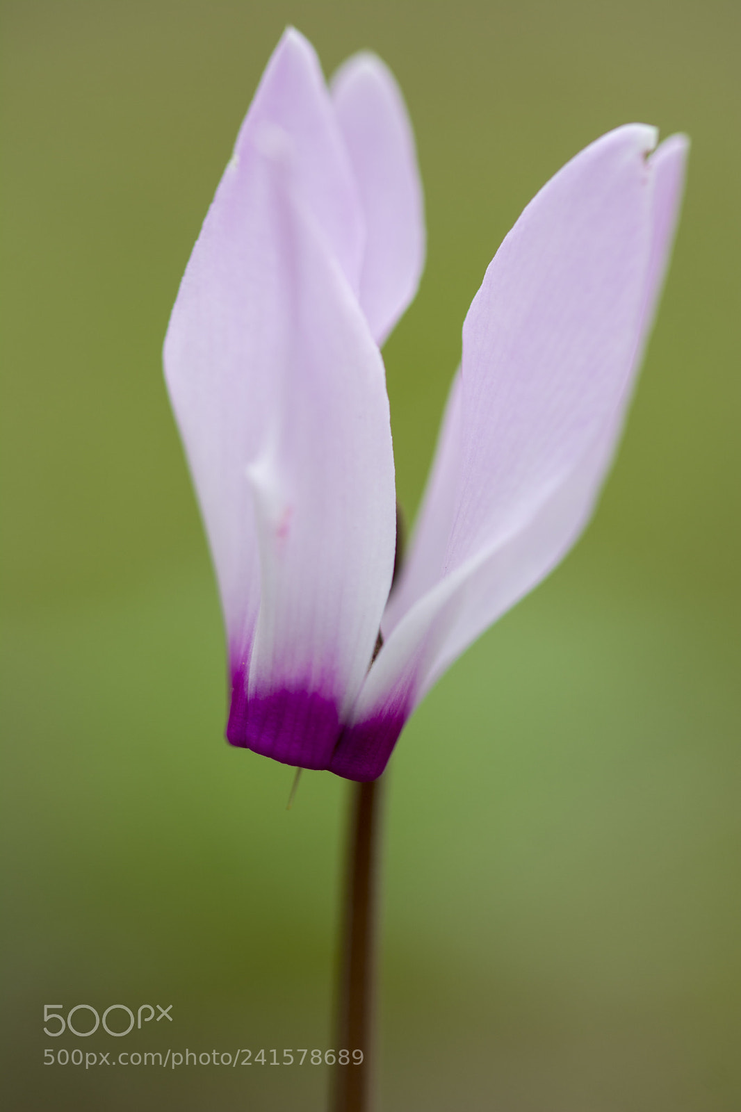 Nikon D7100 sample photo. רקפות photography