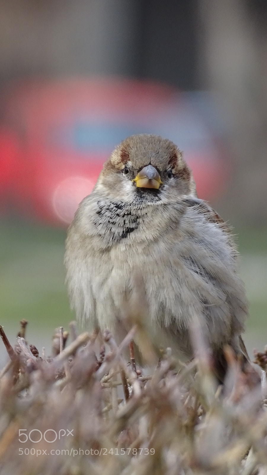 Sony Cyber-shot DSC-HX400V sample photo. Happy sparrow :) photography