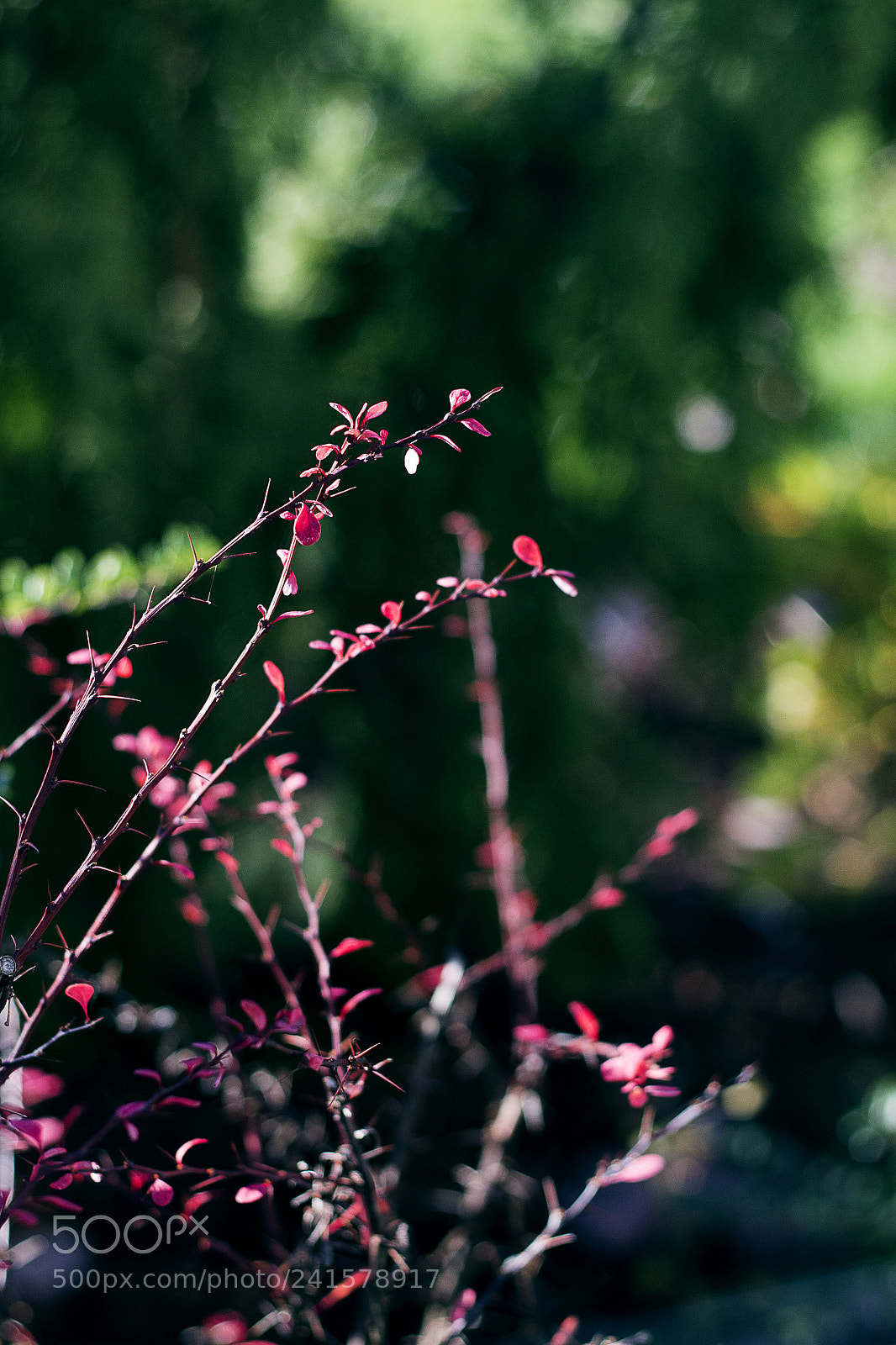 Canon EOS 1100D (EOS Rebel T3 / EOS Kiss X50) sample photo. Pink petals upon green photography