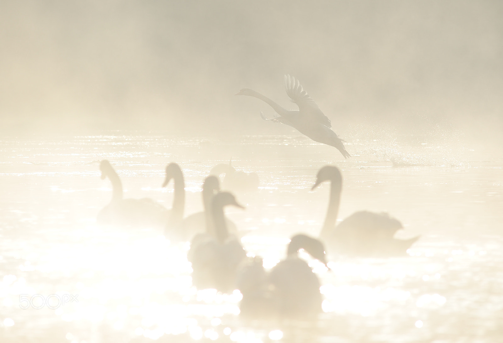 Nikon D700 + AF Nikkor 300mm f/4 IF-ED sample photo. Swans photography