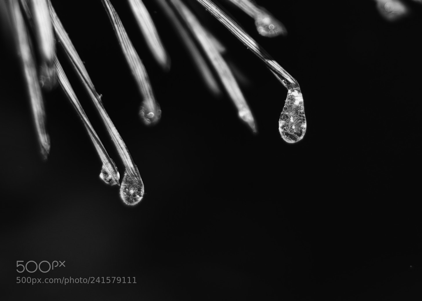 Pentax K-7 sample photo. Hielo - ice photography