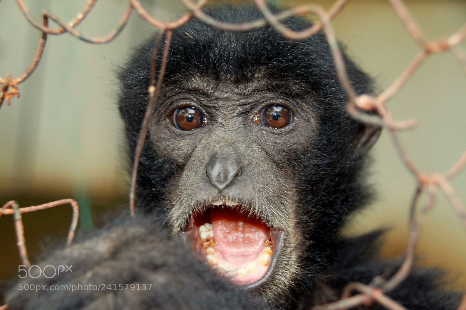 Canon EOS 500D (EOS Rebel T1i / EOS Kiss X3) sample photo. Monkey photography