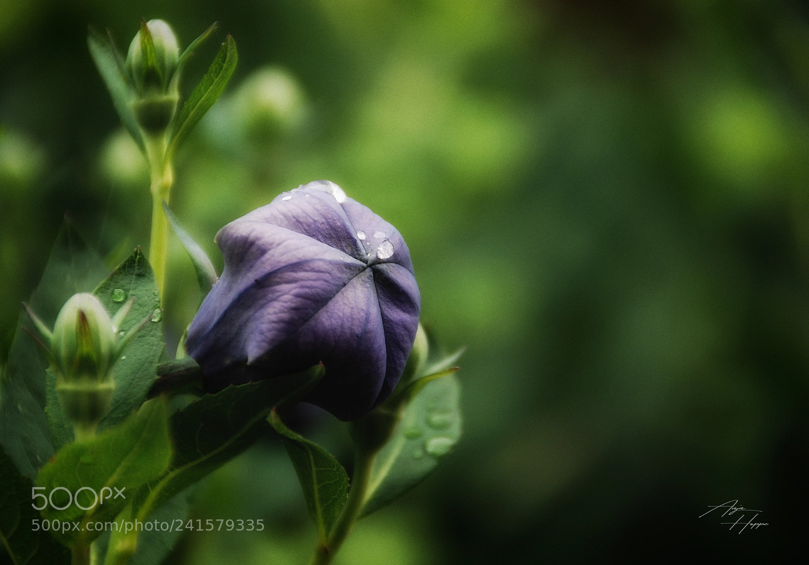 Nikon D80 sample photo. Ballonblume photography