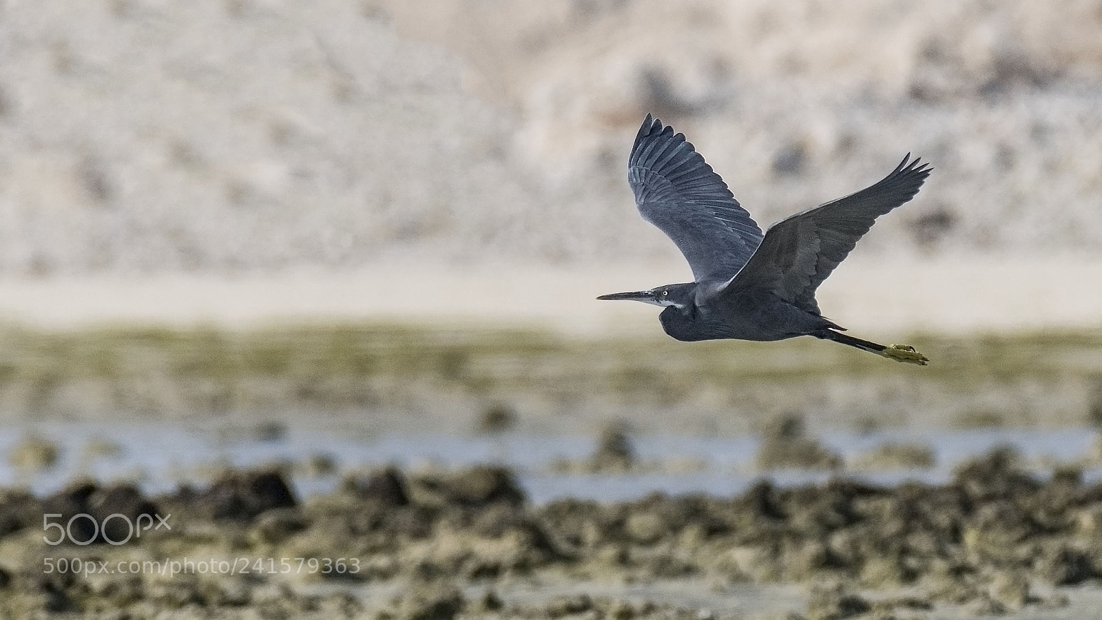 Nikon D500 sample photo. Blue egret photography