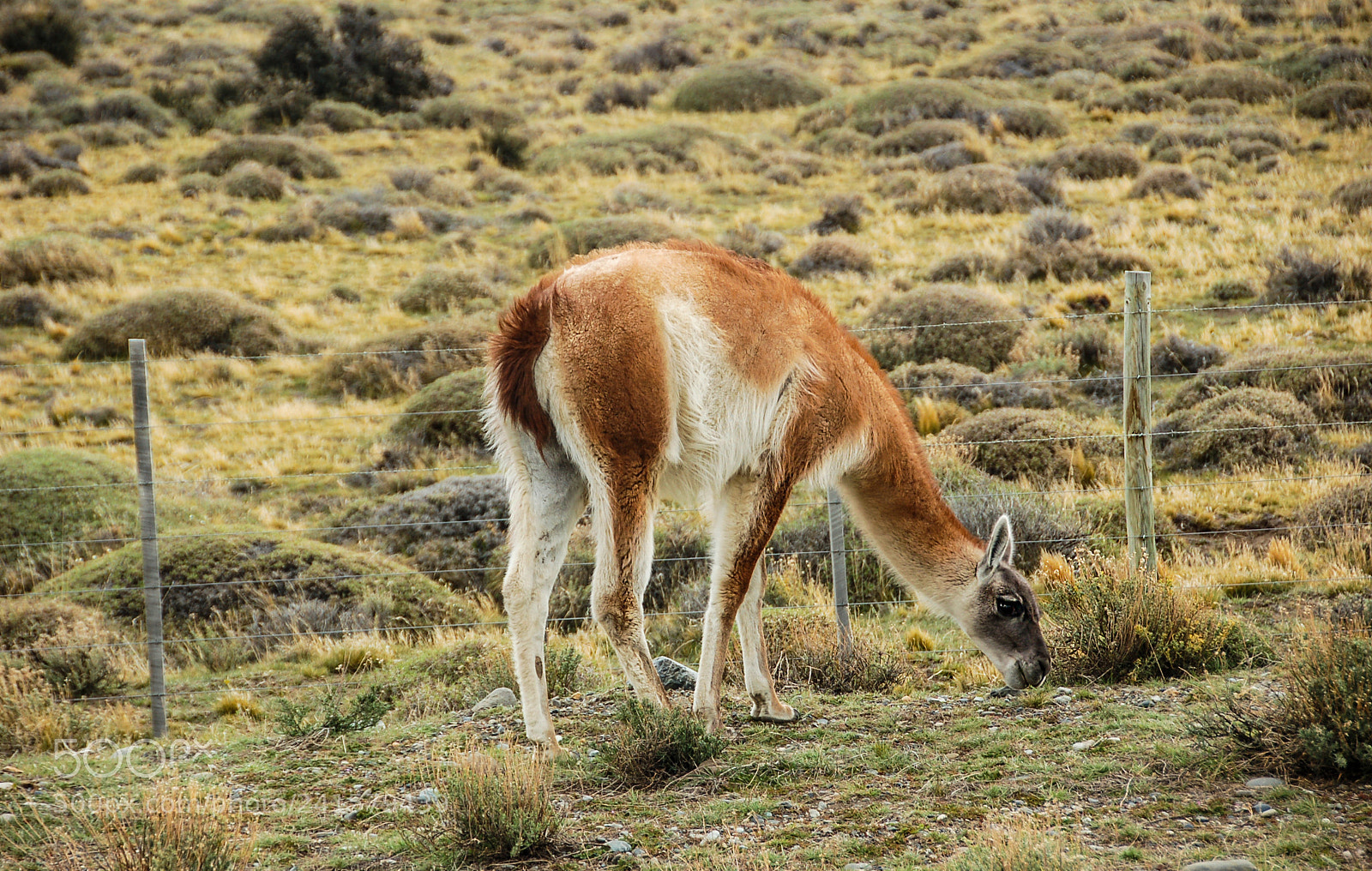 Nikon D50 sample photo. Guanaco photography
