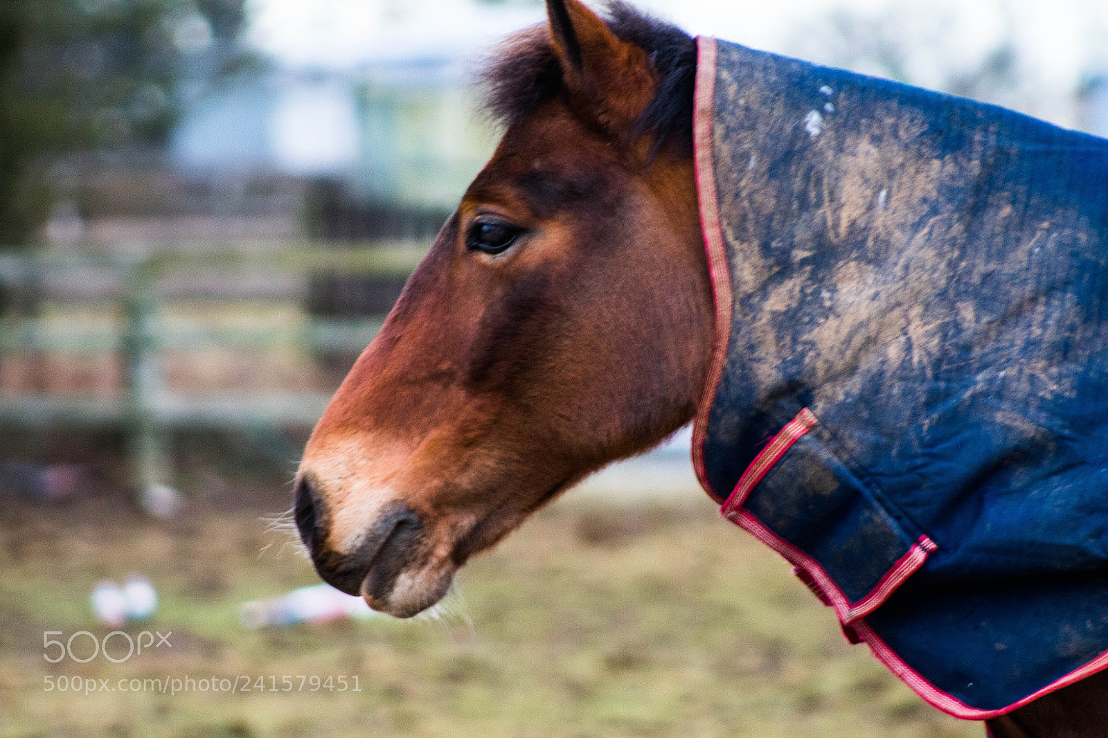 Canon EOS 1300D (EOS Rebel T6 / EOS Kiss X80) sample photo. Beautiful horse ? photography