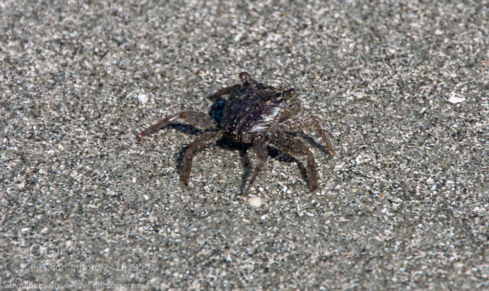 Canon EOS 40D sample photo. Small crab photography