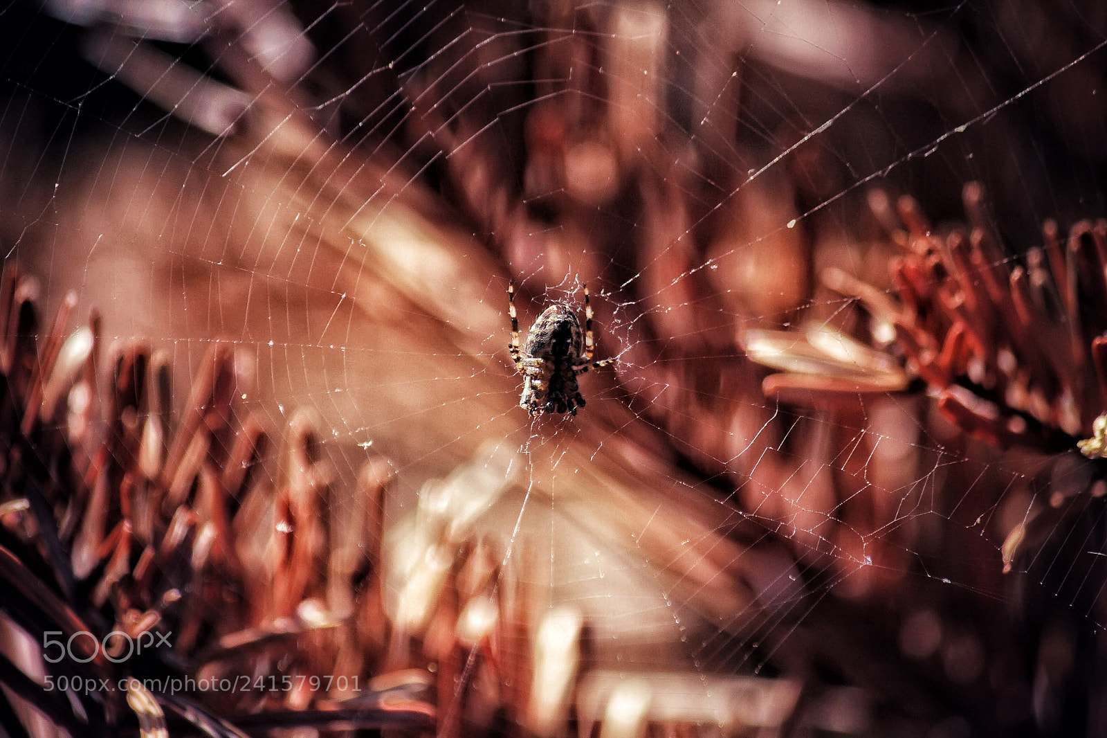 Canon EOS 40D sample photo. Incey wincey photography