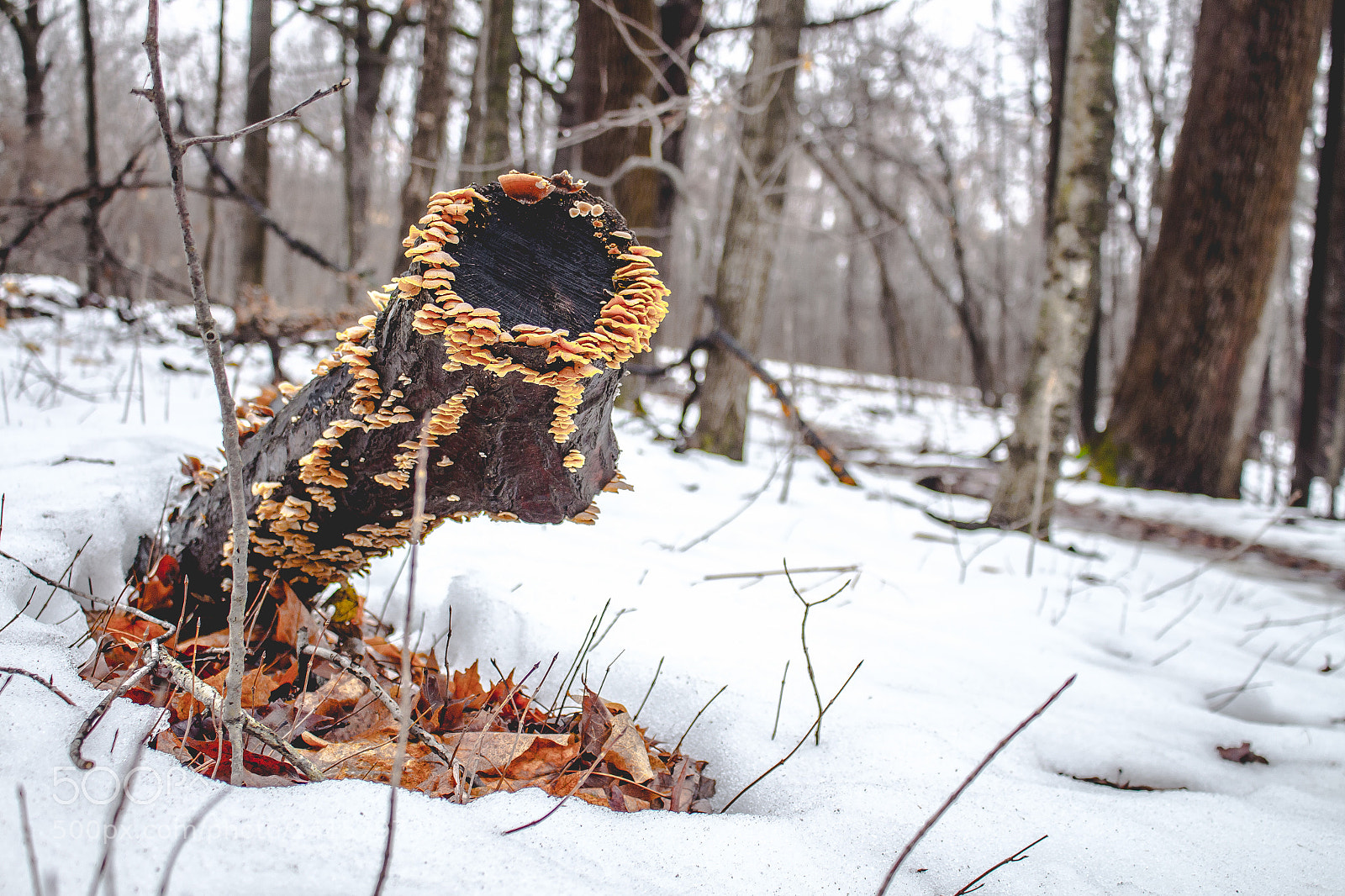 Canon EOS 700D (EOS Rebel T5i / EOS Kiss X7i) sample photo. “beauty in the cold” photography