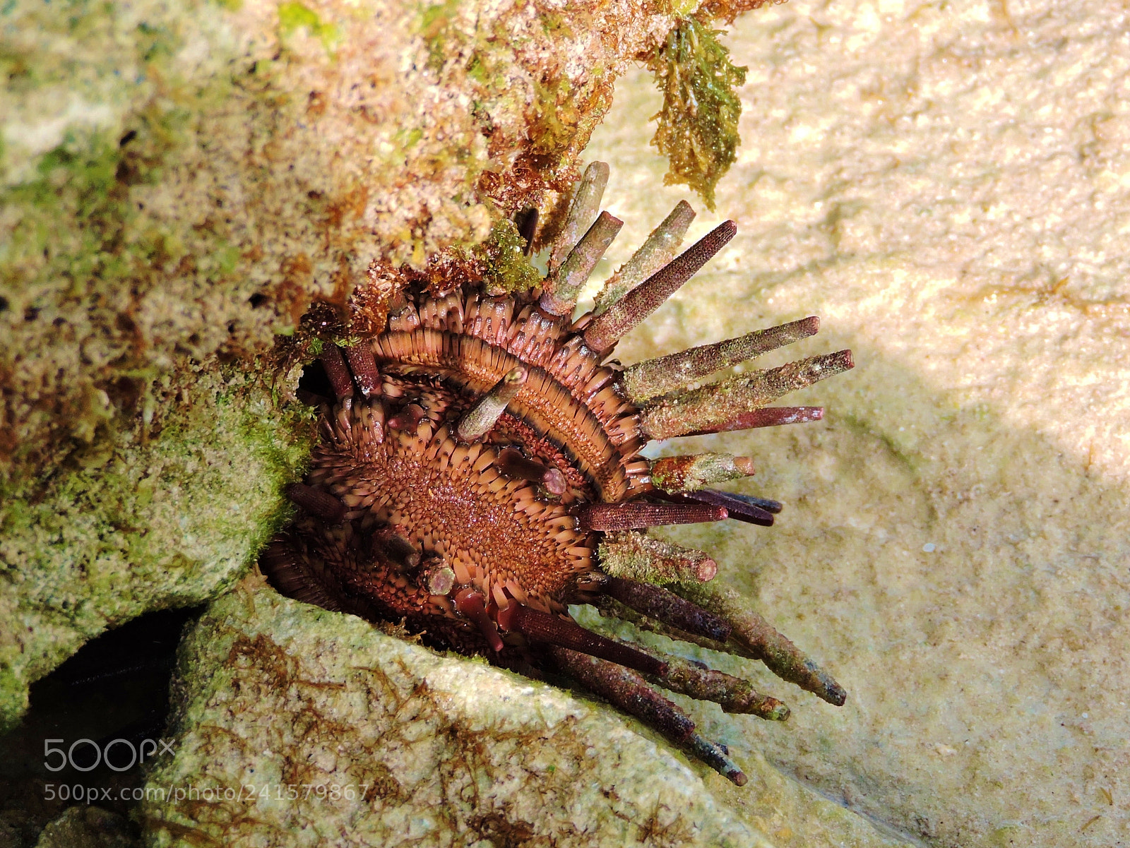 Nikon Coolpix P530 sample photo. Urchin photography