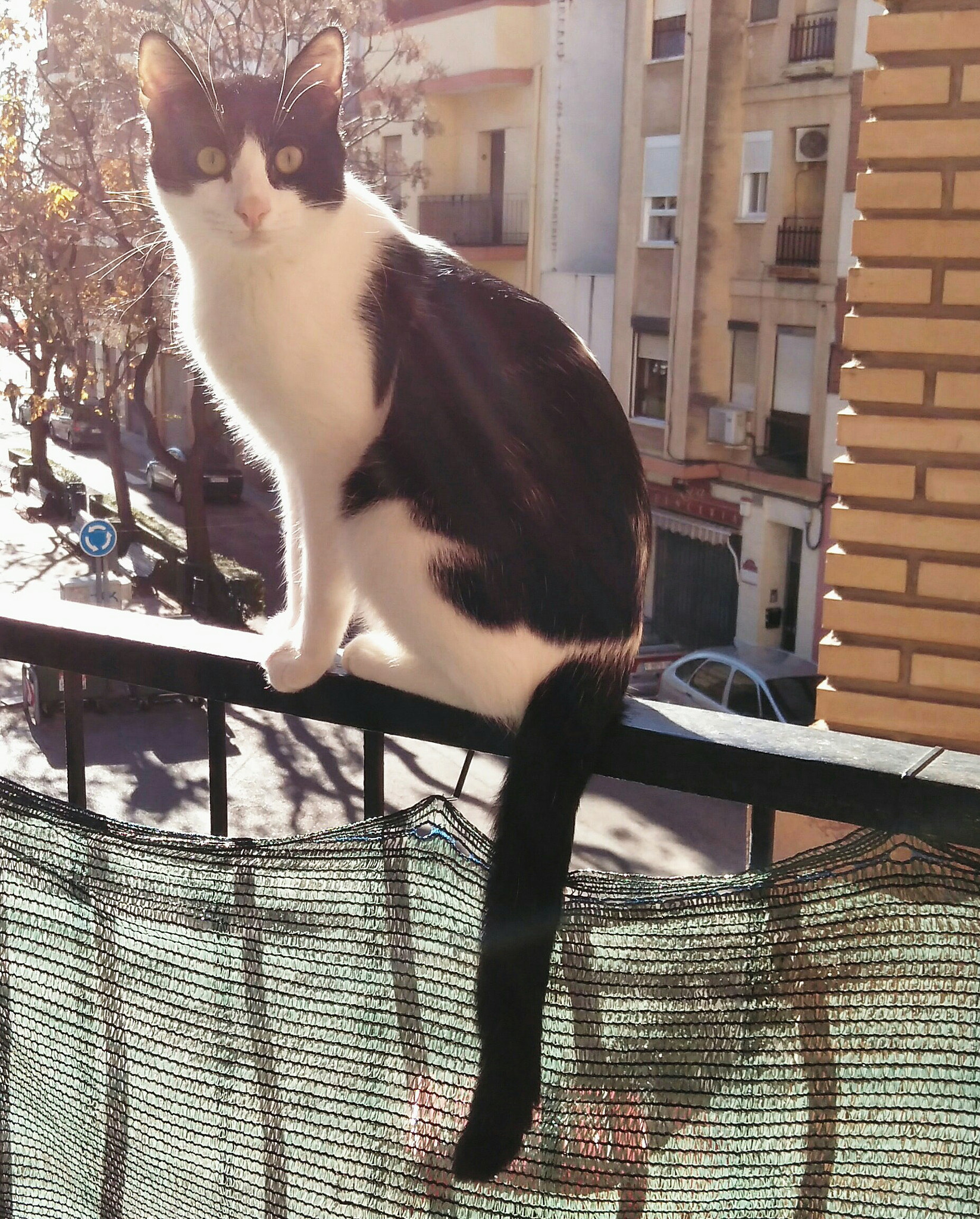 ZTE BLADE A512 sample photo. El gato photography