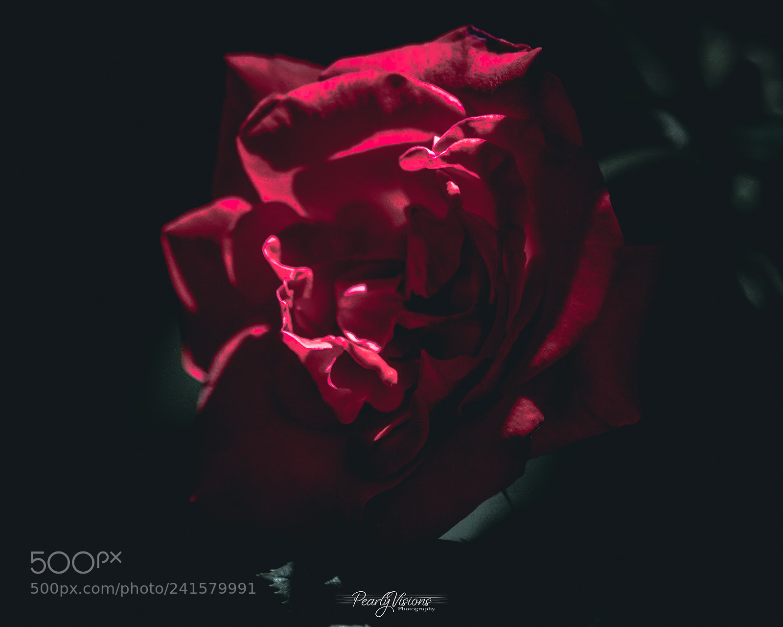 Canon EOS 700D (EOS Rebel T5i / EOS Kiss X7i) sample photo. “red roses” photography