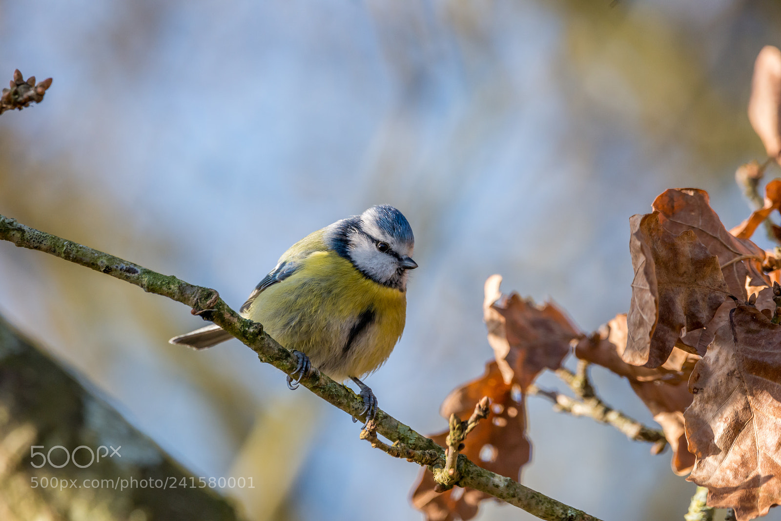 Nikon D800 sample photo. Blue tit photography
