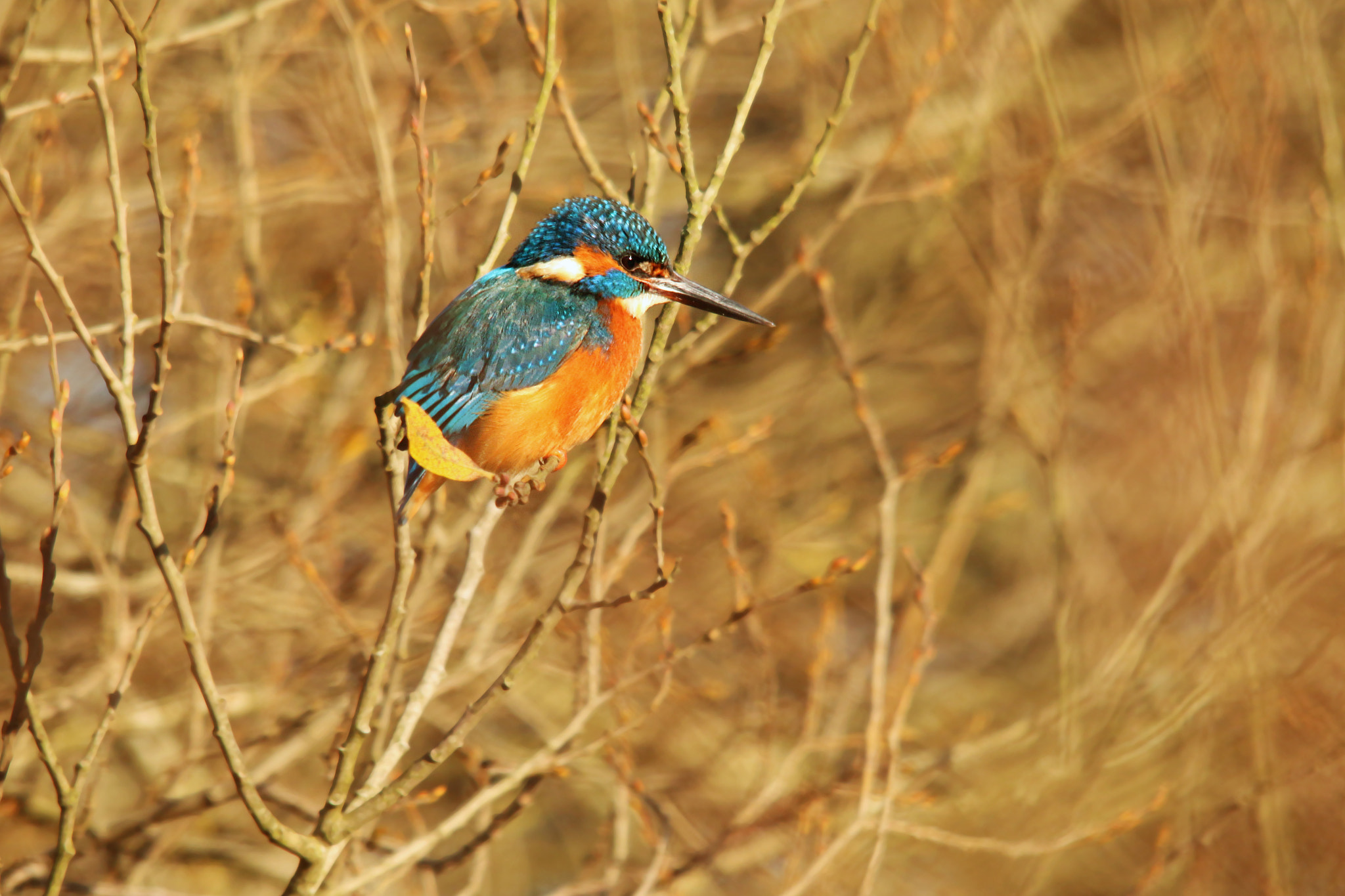 Canon EOS 70D + Sigma 150-500mm F5-6.3 DG OS HSM sample photo. Kingfisher photography