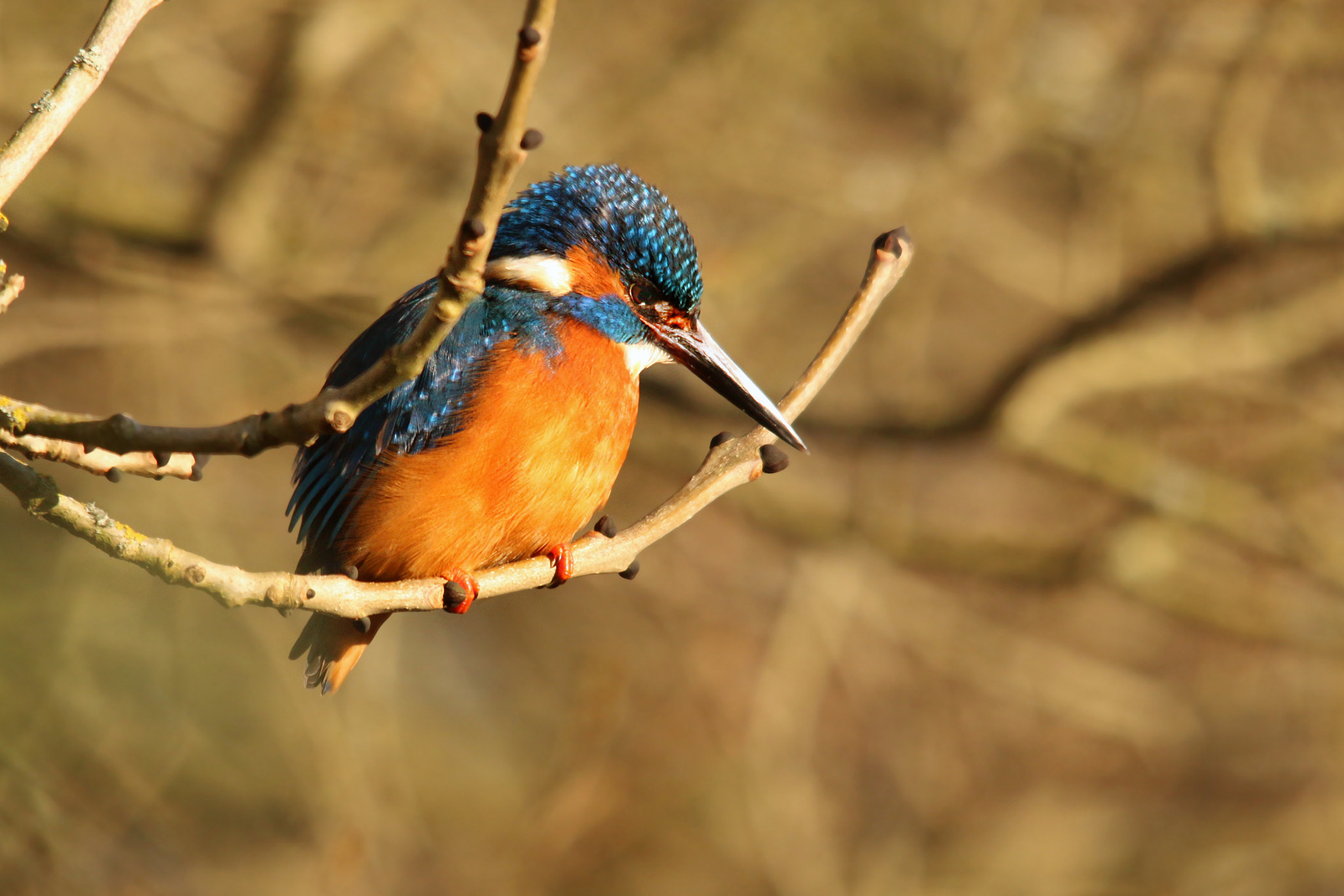 Sigma 150-500mm F5-6.3 DG OS HSM sample photo. Kingfisher photography