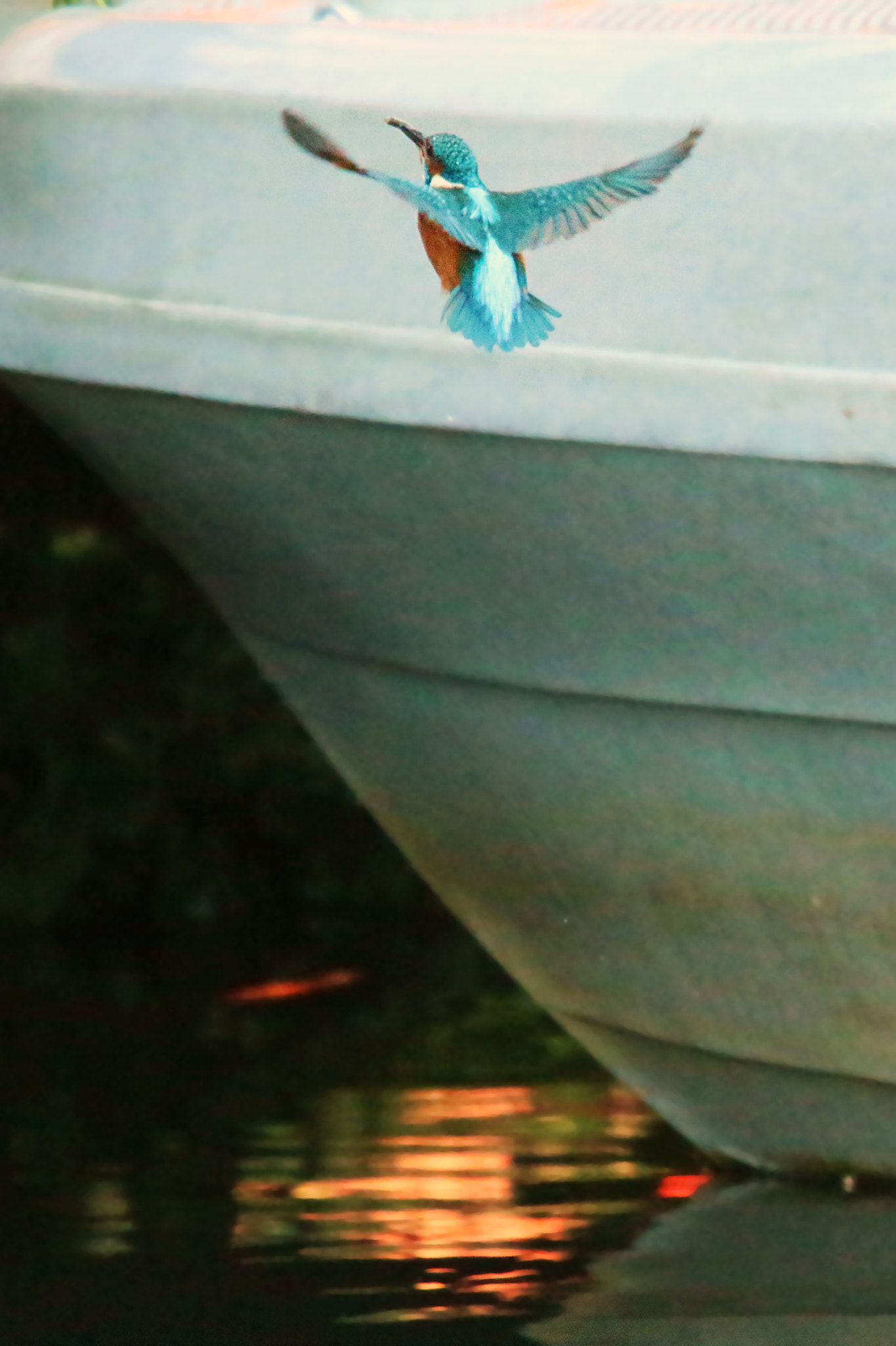 Sigma 150-500mm F5-6.3 DG OS HSM sample photo. Kingfisher photography