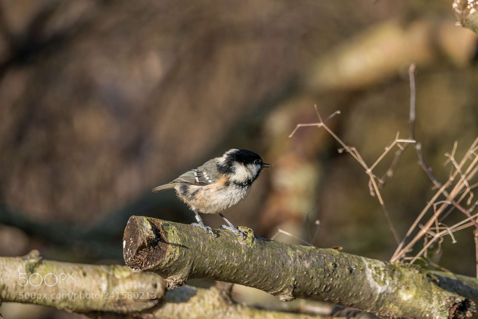 Nikon D800 sample photo. Coal tit photography