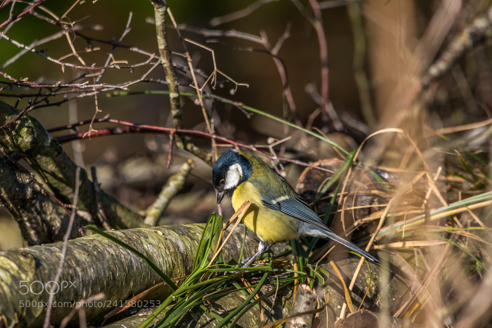 Nikon D800 sample photo. Great tit photography