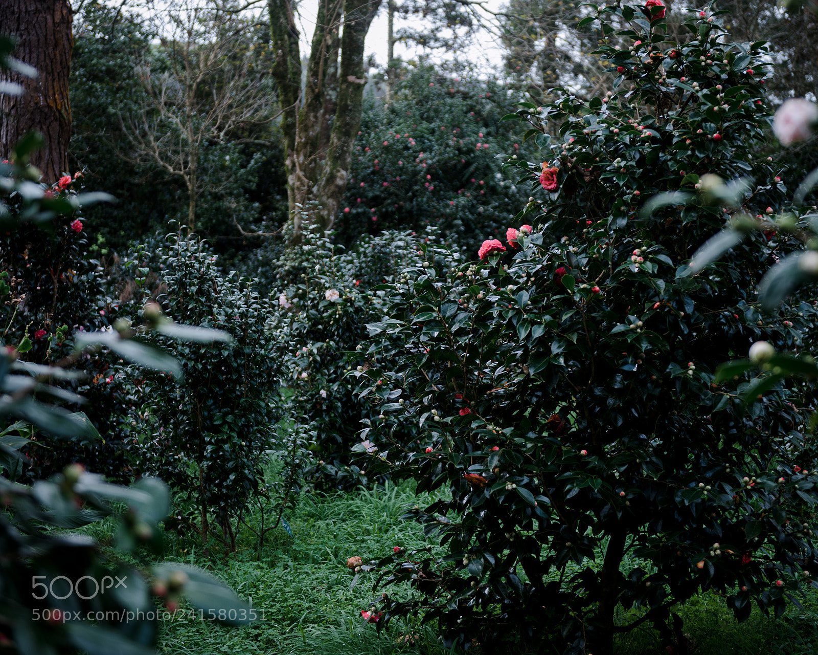 Nikon D800 sample photo. Terra nostra photography