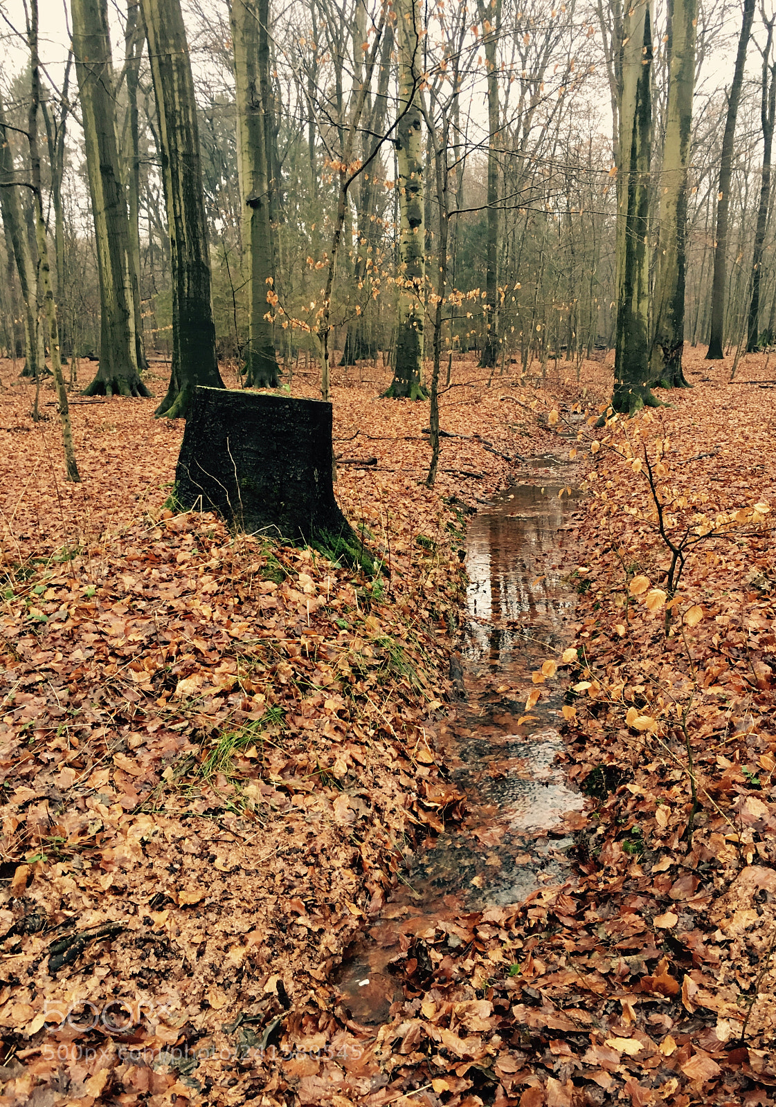 Apple iPhone 6s sample photo. Small brook in the photography