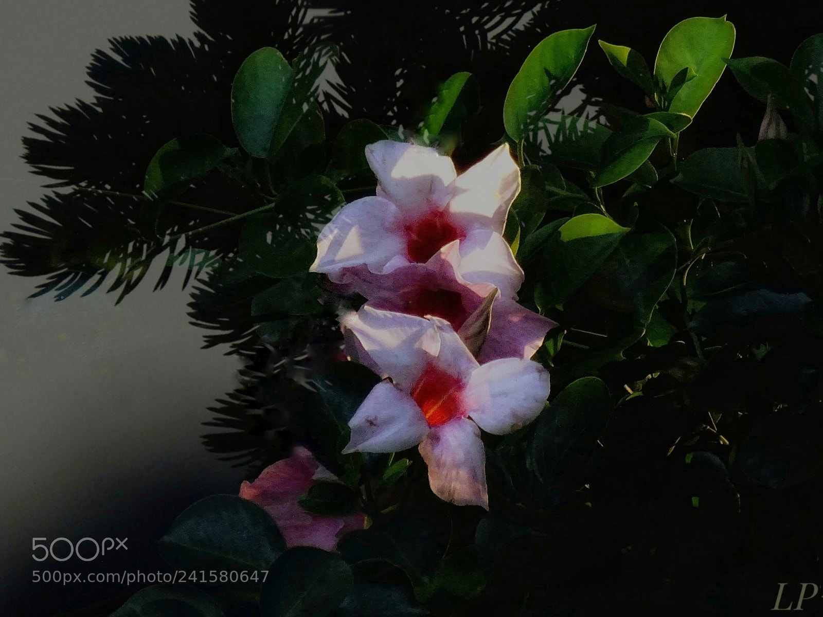 Sony DSC-HX60 sample photo. Untitled photography