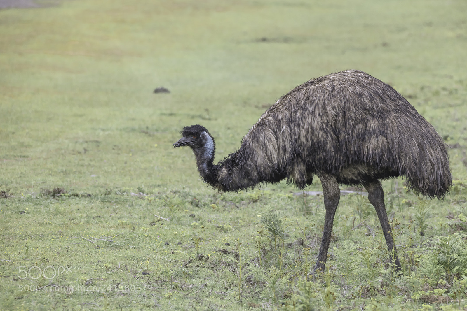 Canon EOS 5DS sample photo. Emu photography