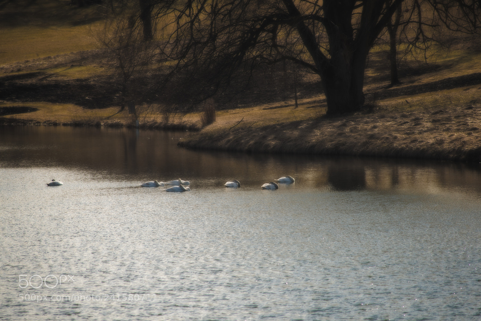 Nikon D810 sample photo. 7 swans sleeping photography