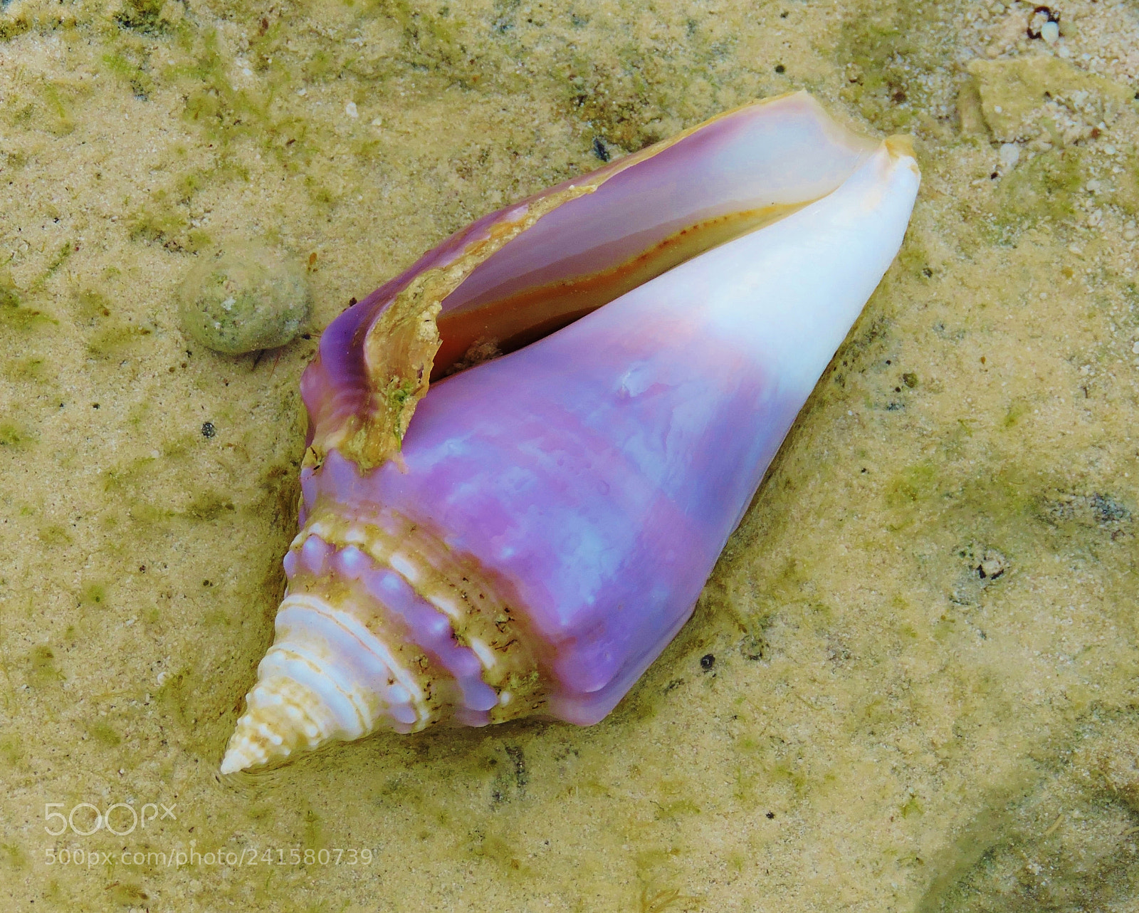 Nikon Coolpix P530 sample photo. Purple milk conch photography