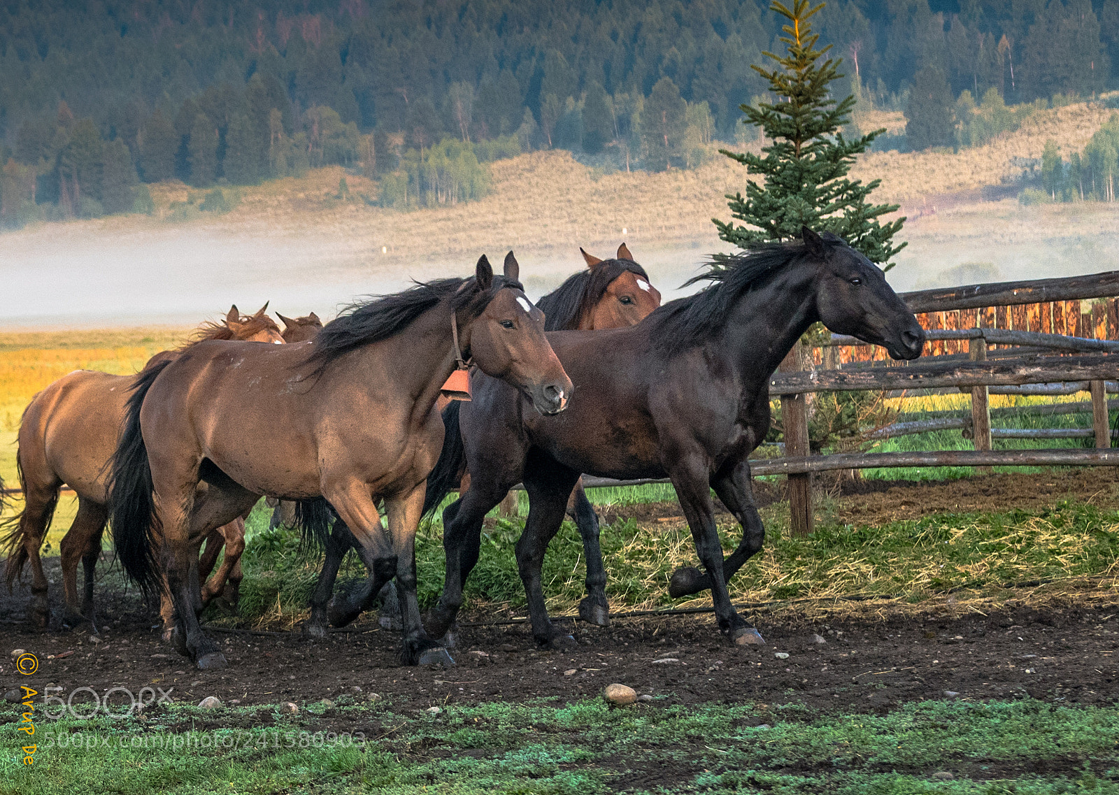 Nikon D5600 sample photo. Returning home photography