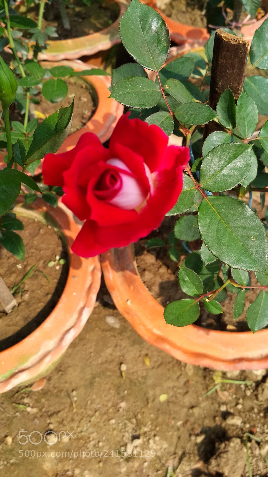 Xiaomi Redmi 4X sample photo. Untitled photography
