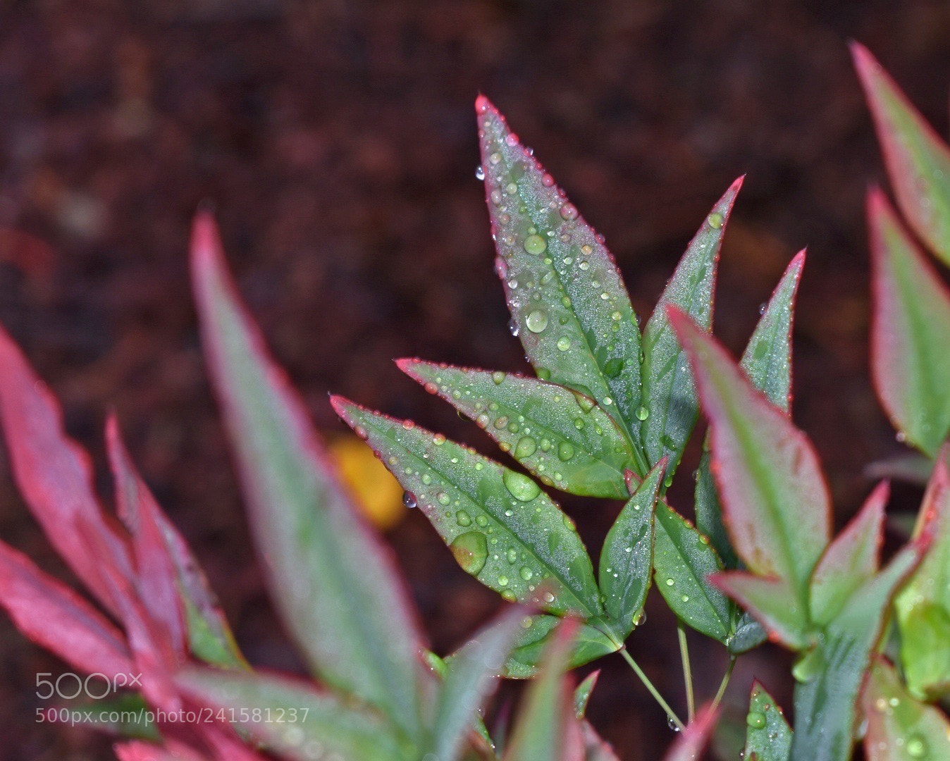 Nikon D3400 sample photo. Leaves after rain photography