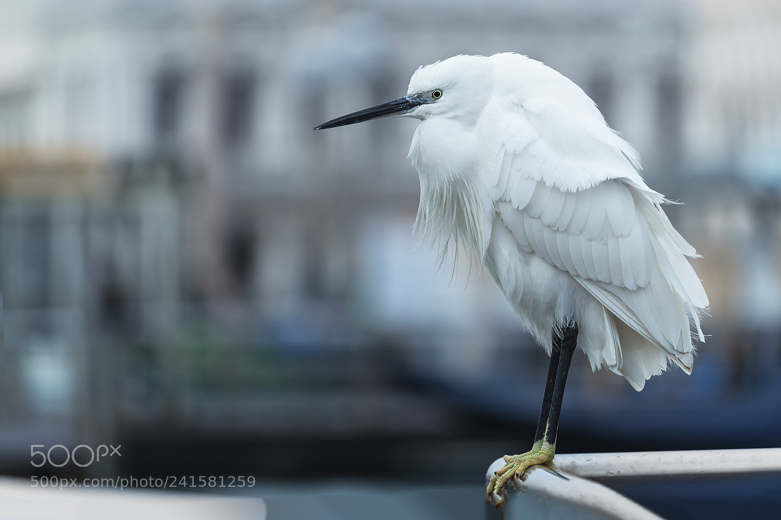 Canon EOS-1D X Mark II sample photo. Egret in venice photography