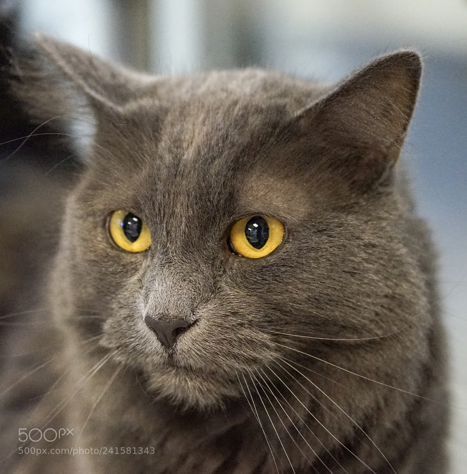 Sony Alpha a5000 (ILCE 5000) sample photo. Gray cat photography