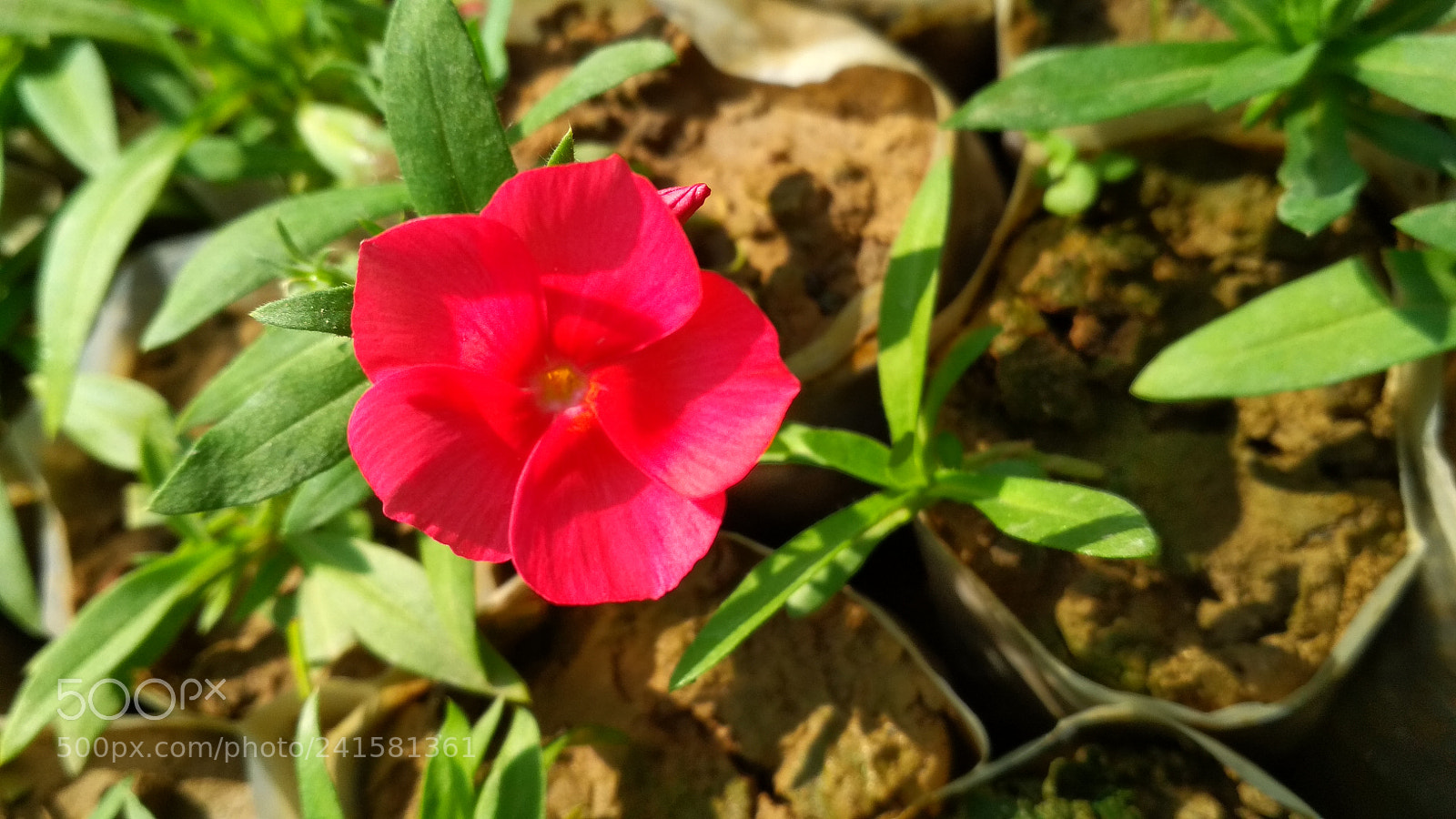 Xiaomi Redmi 4X sample photo. Untitled photography