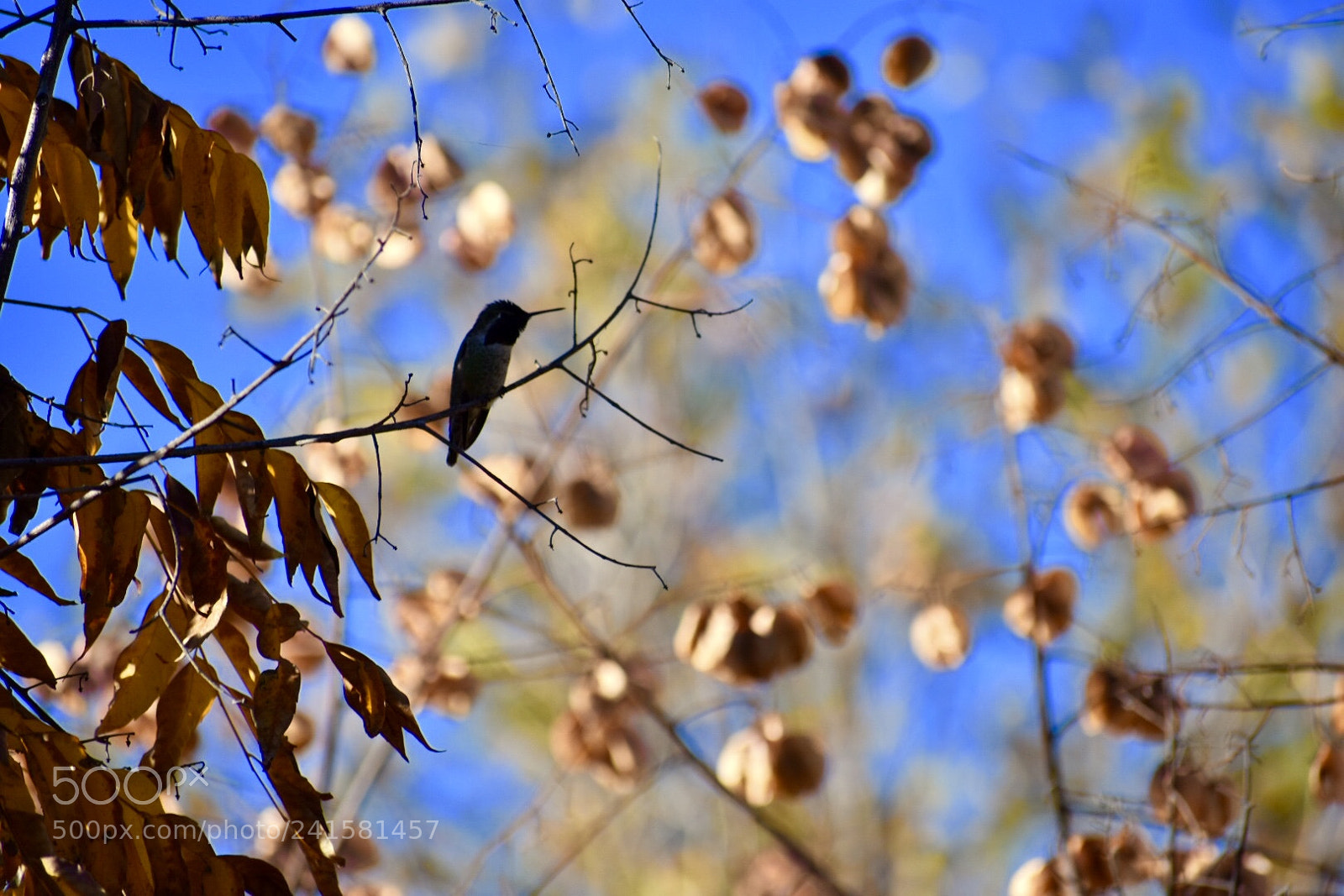 Nikon D3400 sample photo. Hummingbird outside my window! ❤️ photography