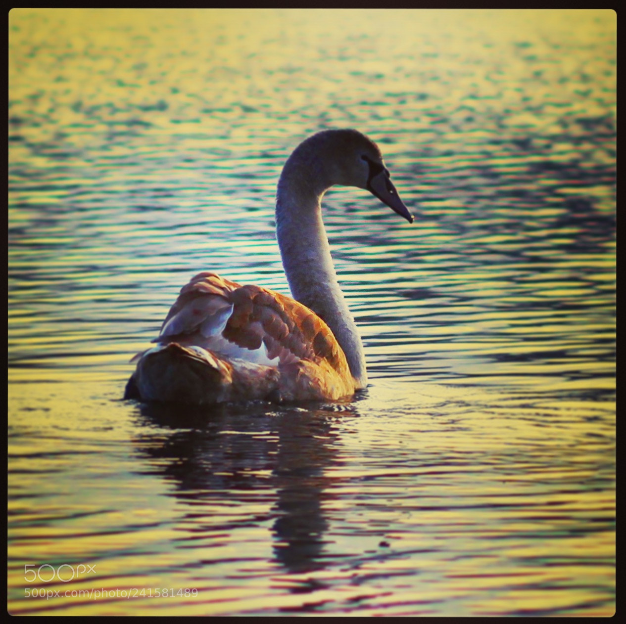 Canon EOS 100D (EOS Rebel SL1 / EOS Kiss X7) sample photo. Wildlife at stanwick lakes photography