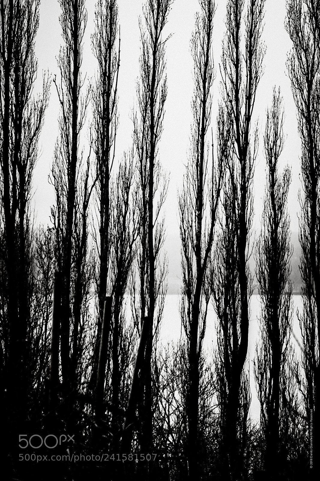 Fujifilm X-Pro2 sample photo. Trees photography