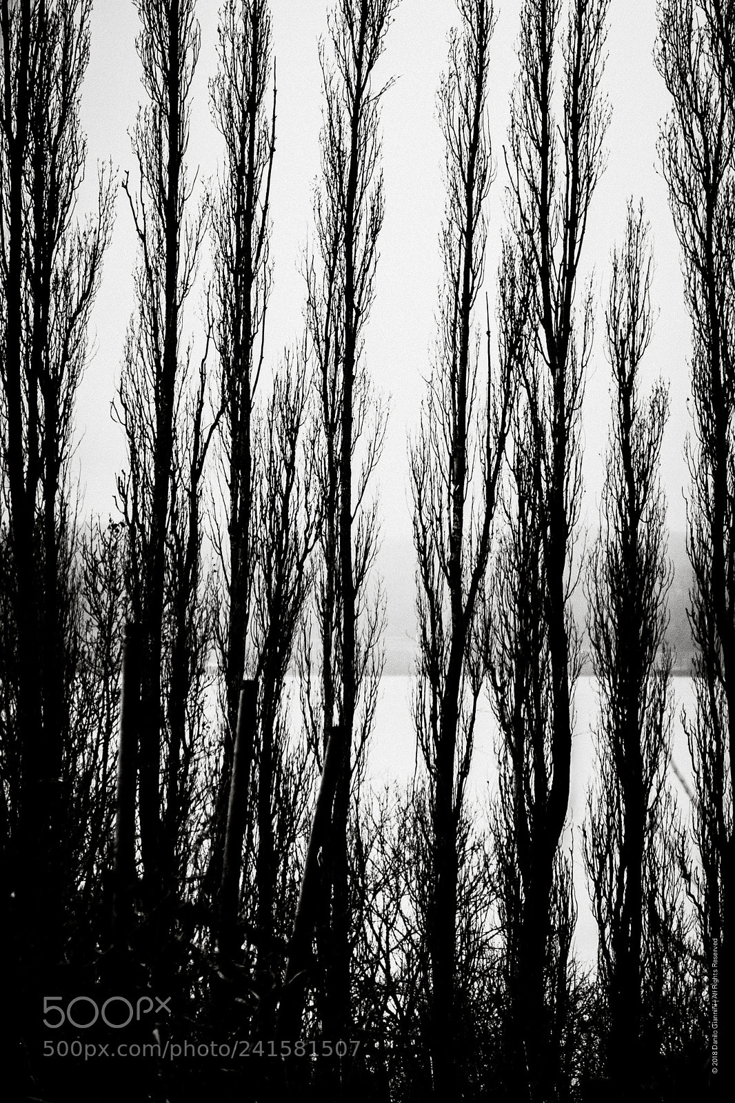 Fujifilm X-Pro2 sample photo. Trees photography