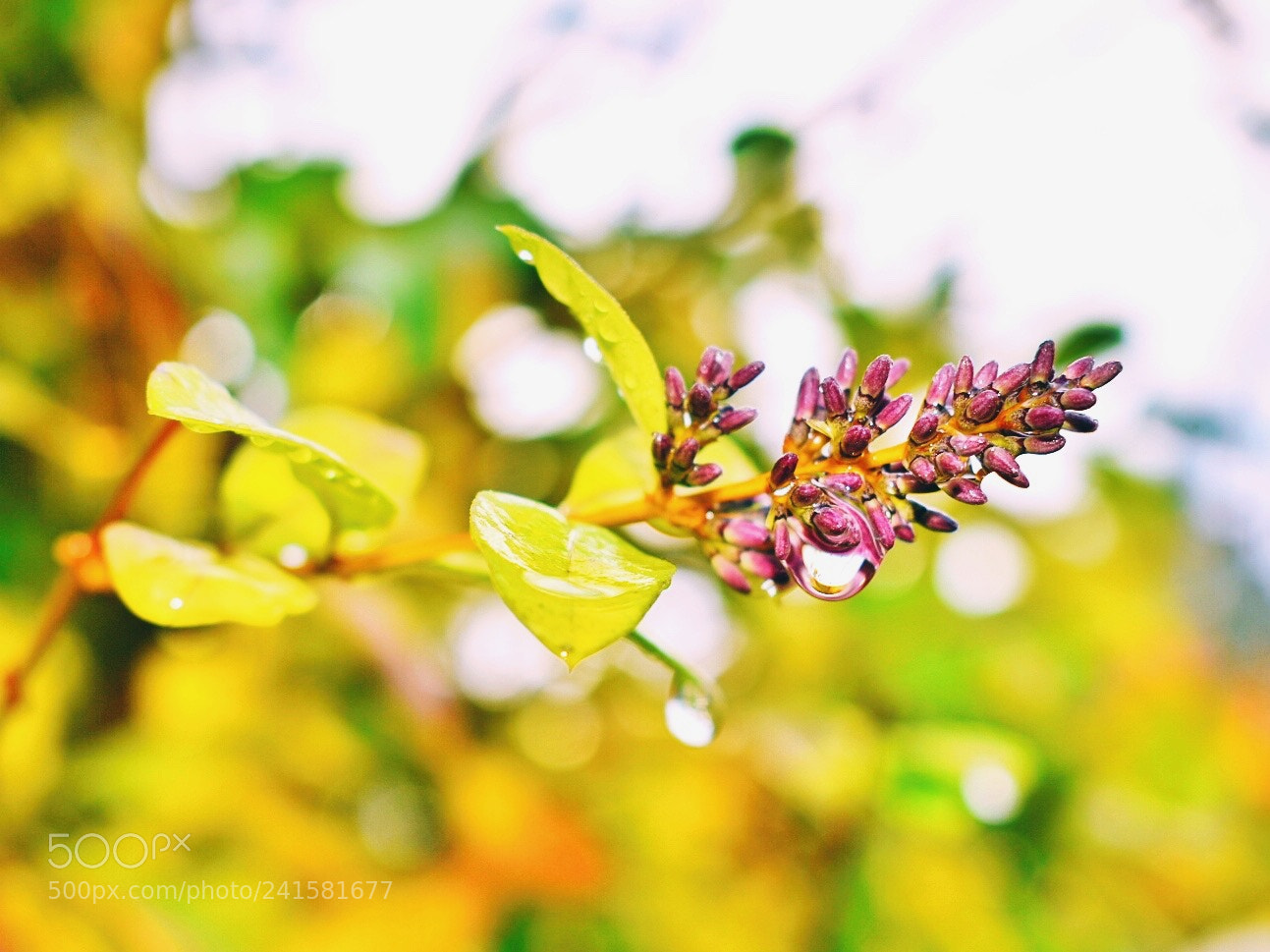 Nikon D3400 sample photo. After rain photography