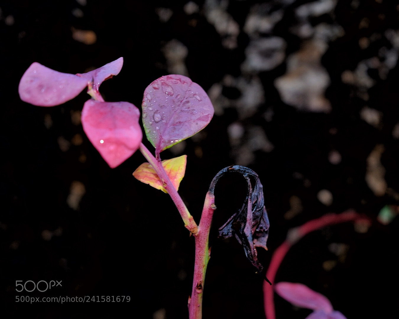 Nikon D3400 sample photo. Blueberry leaves photography