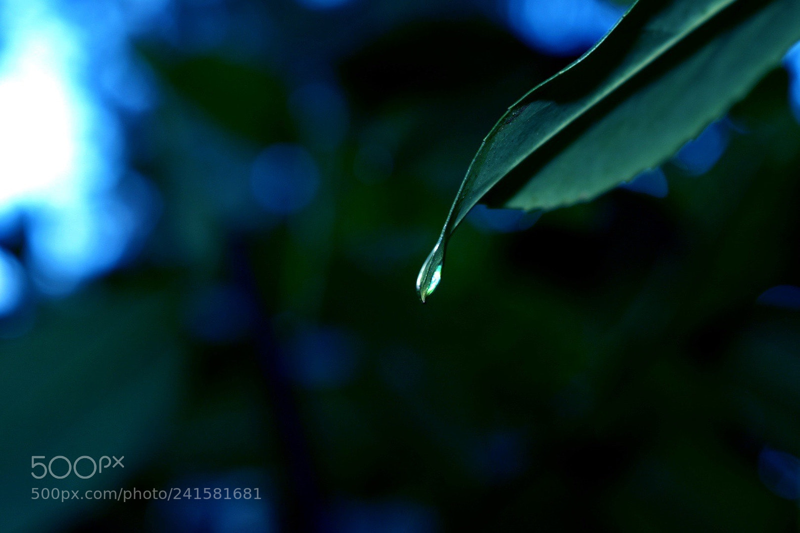 Nikon D3400 sample photo. Water drop photography