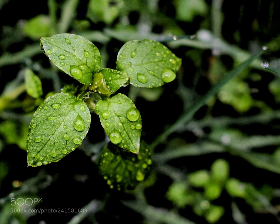 Nikon D3400 sample photo. Img photography