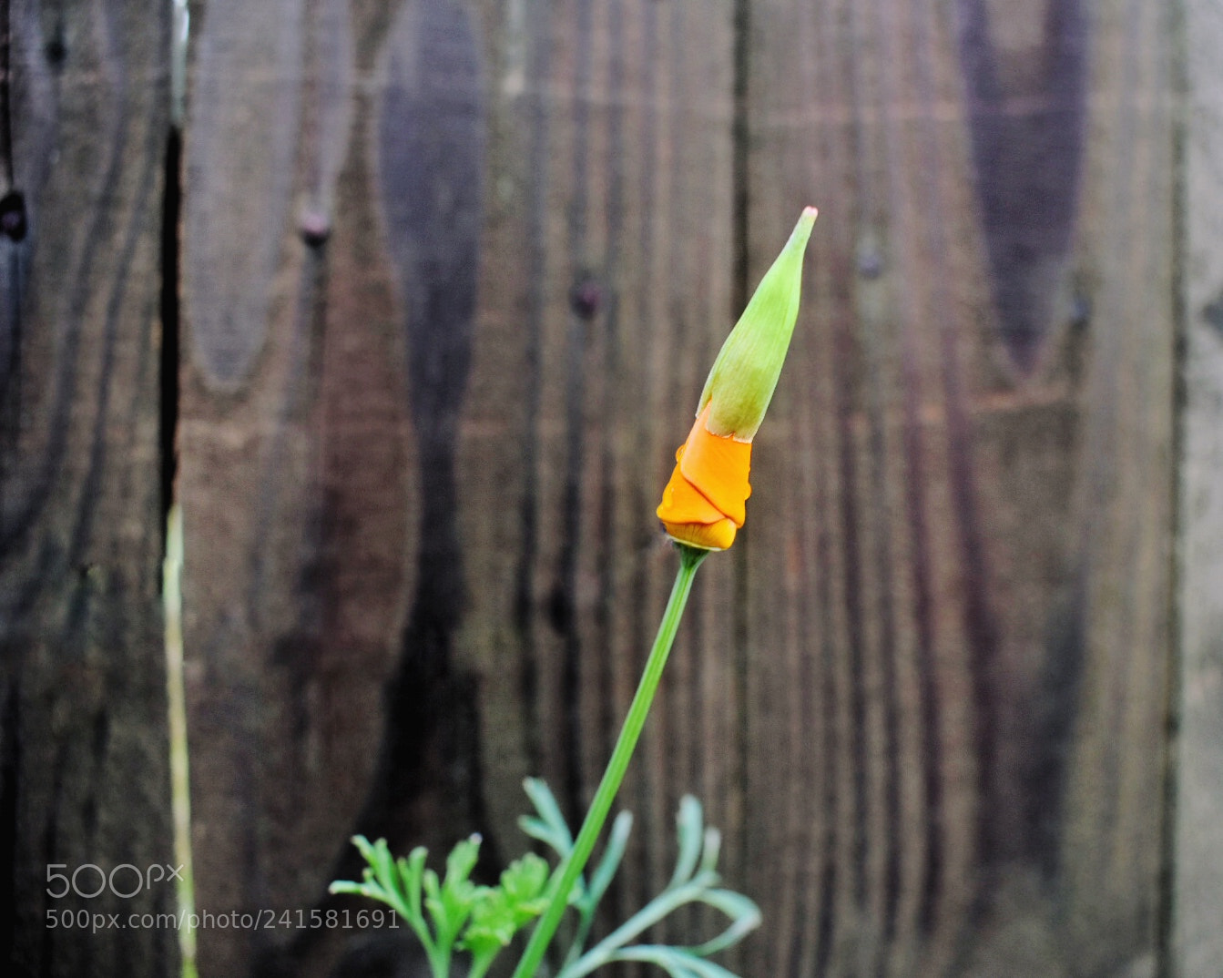 Nikon D3400 sample photo. California poppy, in december photography
